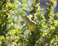 Western Tanager 1912